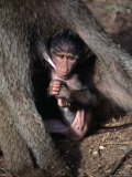 Infant Olive Baboon (Papio Anubis) Suckling, Samburu National Reserve, Rift Valley, Kenya Photographic Print