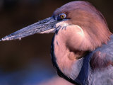 Goliath Heron (Ardea Goliath) at Lake Kariba, Mashonaland West, Zimbabwe