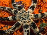 Buy Sand Star on Orange Sponge, Leigh, New Zealand at AllPosters.com