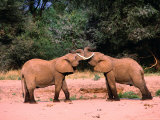 Young Elephants (Loxodonta Africana) Bulls Greeting, Samburu National Reserve, Rift Valley, Kenya Photographic Print
