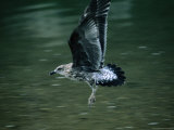 Young Black-Back Gull or Karoro (Larus Dominicanus), New Zealand
