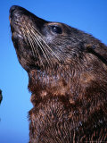Portrait of a Fur Seal, Kaikoura, New Zealand