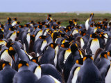 King Penguins (Aptenodytes Patagonicus) Colony, Falkland Islands