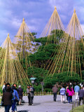 Support Structures to Protect Pines from Winter Weather in Park, Kanazawa, Chubu, Japan