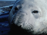 Buy Southern Elephant Seal (Mirounga Leonina), Antarctica at AllPosters.com