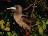 Red-Footed Booby on Tower Island (Genovesa), Ecuador