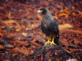 Striated Caracara (Phalcoboenus Australis) Sitting on Beach Kelp, Carcass Island, Falkland Islands