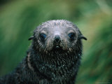 Buy Antarctic Fur Seal (Arctocephalus Gazella), Antarctica at AllPosters.com