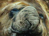 Buy Southern Elephant Seal (Mirounga Leonina), Antarctica at AllPosters.com