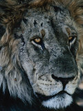 Portrait of Elderly Lion (Panthera Leo), Selinda Reserve, Botswana