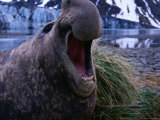 A Male Elephant Seal, Antarctica