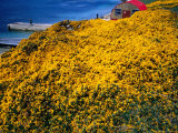 Buy Yellow Gorse Flowering on Walk to Devil's Nose, Falkland Islands at AllPosters.com