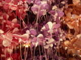Buy Folded Paper Decorations for Sale at a Market in San Angel, Mexico City, Mexico at AllPosters.com