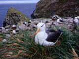 Nesting Black-Browed Albatross (Diomedea Melanophris), Westpoint Island, Falkland Islands