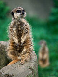 Buy Meerkat on Tree Trunk, United States of America at AllPosters.com