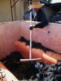 Buy Bulk Bin of Grapes and Vineyard Worker, Western Australia, Australia at AllPosters.com