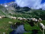 Sheep along Stubai Hohenweg Walking Route, Tirol, Austria