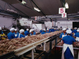 Buy People Working in Fish Processing Plant, Japan at AllPosters.com