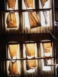 Buy Sugar Bags Over Skylights of a Shearing Shed in Western District, Victoria, Australia at AllPosters.com