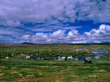 Buy Native Llamas and Alpacas by a Watering Hole, Volcan Isluga National Park, Chile at AllPosters.com