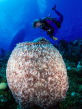Buy Diving to Inspect a Giant Sponge, Bloody Bay Wall, West End Point, Cayman Islands at AllPosters.com