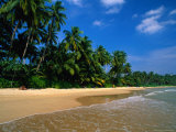 Palm Trees on Mirassa Beach, Weligama, Sri Lanka