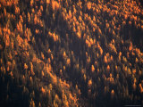 Buy Aerial View of Forest at Dusk, New York, USA at AllPosters.com