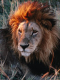 Portrait of Lion (Panthera Leo) in Sun, Xakanaxa, Moremi Wildlife Reserve, Botswana