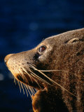 Fur Seal (Arctocephalus Forsteri) in Profile, New Zealand