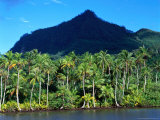 Palm Grove at Maroe Bay, French Polynesia