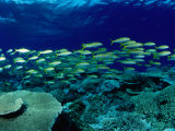 Yellow Goatfish (Mulloides Vanicolensis) Swimming Over Reef, Australia
