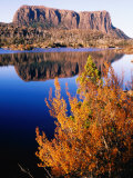Buy Deciduous Beech (Nothofagus Gunnii) in Autumn, Tasmania, Australia at AllPosters.com