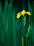 Buy Yellow Iris or Yellow Flag (Iris Pseudochorus), United Kingdom at AllPosters.com