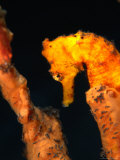 Buy Orange Sea-Horse (Hippocampus Kuda), Bali, Indonesia at AllPosters.com