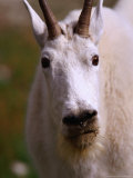 Goat (Oreamus Americanus), Jasper National Park, Alberta, Canada
