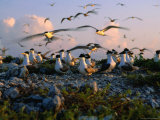 Flock of Noddies (Anous Stolidus) on Beach, Heron Island, Queensland, Australia