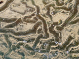 Chiton Tracks in Sand of a Rockpool, Narawntapu National Park, Tasmania, Australia