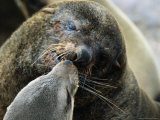 Mating Fur Seals, Cape Cross Seal Reserve, Namibia