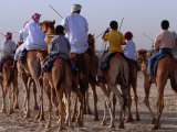 Early Morning Training for Camel Racing, Dubai, United Arab Emirates