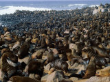 Seals in Cape Cross Seal Reserve, Skeleton Coast National Park, Namibia