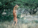 Buy Gerenuk (Litocranius Walleri) on Its Hind Legs Eating Foliage, Kenya at AllPosters.com