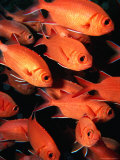 School of Whitetip Squirrelfish (Myripristis Vittata), Maldives