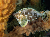 Buy Slender Filefish, Castle Comfort House Reef, South of Rouseau, Castle Comfort, Dominica at AllPosters.com