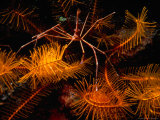 Buy An Arrowhead Crab on Crinoid, Douglas Bay, North of Cabrits National Park, Dominica at AllPosters.com