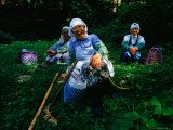Buy Group of Caretakers Gardening and Laughing at Base of Mt. Haguro-San, Japan at AllPosters.com