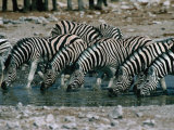 Zebras (Equus Burchellii) Drinking from Waterhole, Etosha National Park, Namibia
