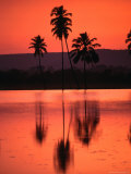 Buy Rice Paddies at Sundown, Goa, India at AllPosters.com