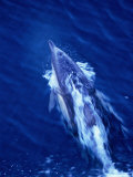 Dolphin Swimming in Whitewash on Bow of Boat, Australia
