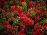 Buy Autumn Colours of Forest, Maine, USA at AllPosters.com