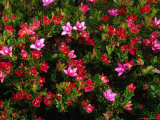 Detail of Alpine Flowers, Snowy River National Park, Australia